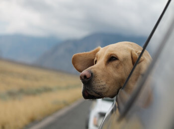 Vacanze in Italia con il tuo cane