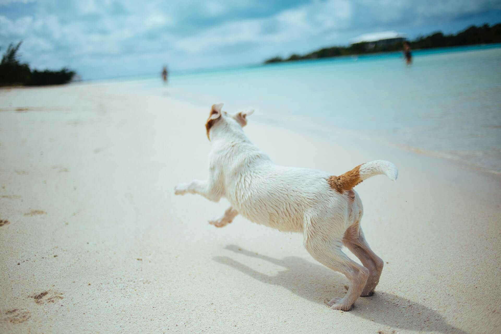 cane vacanze