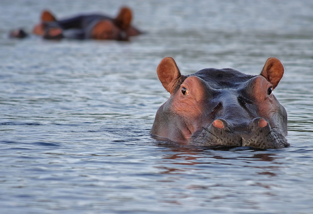 Ippopotamo in Sudafrica