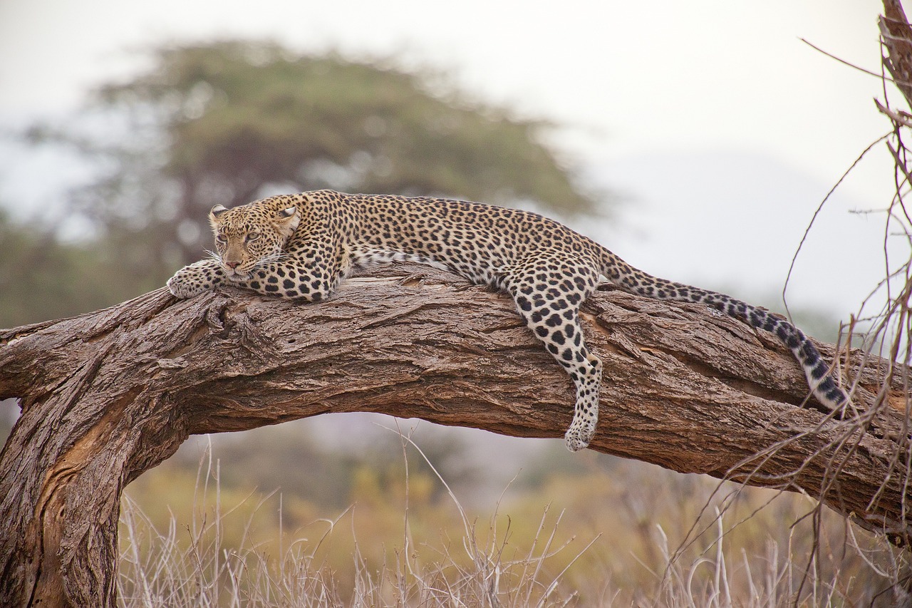 Leopardo in Sudafrica
