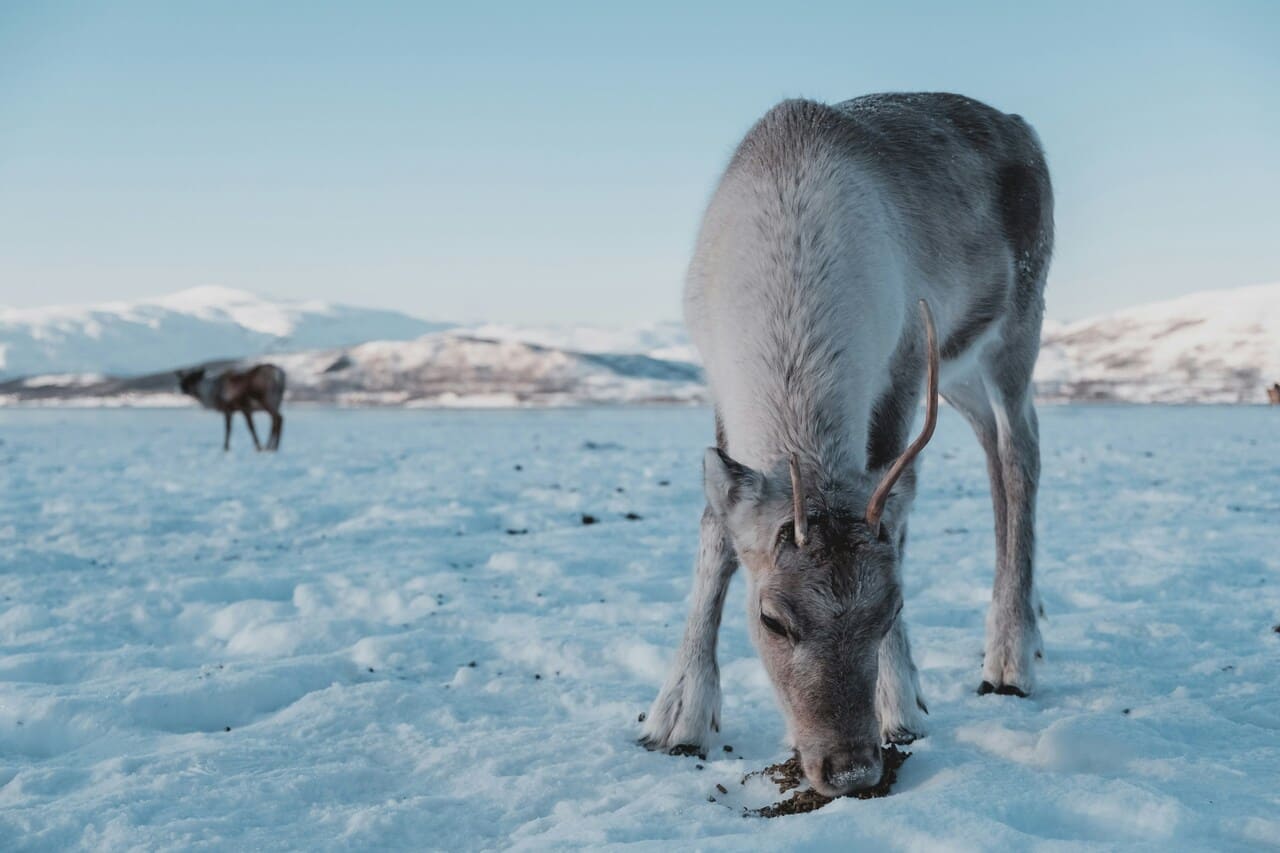 Renna a Tromso