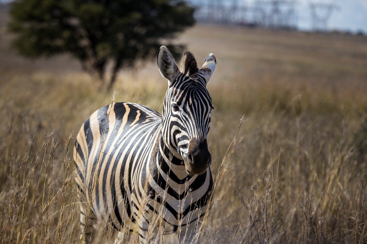 Zebra in Sudafrica